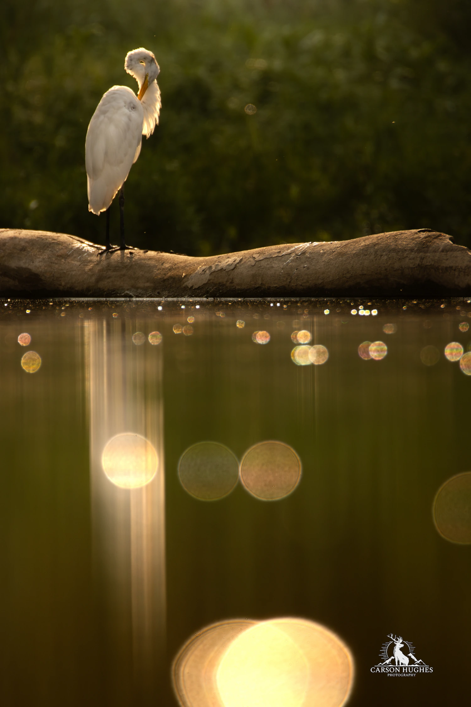 Golden Moment